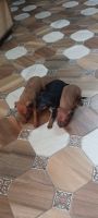 Miniature Pinscher Puppies for sale in Ambala Cantt, Haryana, India. price: 10000 INR