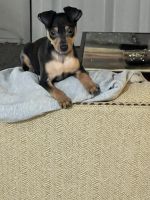 Miniature Pinscher Puppies for sale in Fairfield, CA 94533, USA. price: NA