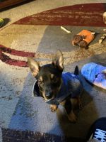 Miniature Pinscher Puppies for sale in Milwaukee, WI, USA. price: NA