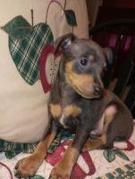 Miniature Pinscher Puppies for sale in Milton, PA, USA. price: NA