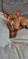 Miniature Pinscher Puppies for sale in Fort Mohave, AZ, USA. price: NA