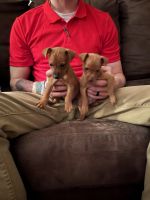Miniature Pinscher Puppies for sale in Guntown, MS 38849, USA. price: NA