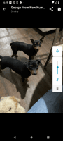 Miniature Pinscher Puppies for sale in Tyler, TX, USA. price: NA