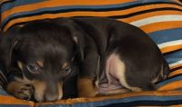 Miniature Pinscher Puppies for sale in Sacramento, CA 95820, USA. price: NA