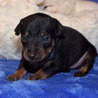 Miniature Pinscher Puppies for sale in Austin, TX, USA. price: $1,500