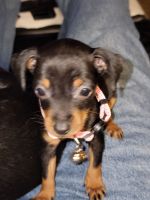 Miniature Pinscher Puppies for sale in Wichita, KS, USA. price: $300
