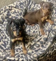 Miniature Pinscher Puppies for sale in Fairfield, California. price: $800