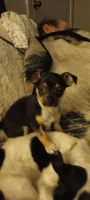 Miniature Pinscher Puppies for sale in Phoenix, AZ, USA. price: $12,500