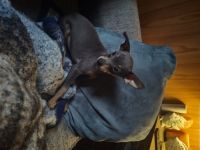 Miniature Pinscher Puppies for sale in Milton, PA, USA. price: $300