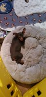 Miniature Pinscher Puppies for sale in Munhall, PA, USA. price: $900