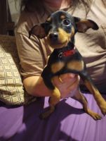 Miniature Pinscher Puppies for sale in 29 Bush Rd, Fredonia, PA 16124, USA. price: $500