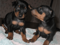Miniature Pinscher Puppies for sale in Roanoke, VA, USA. price: NA
