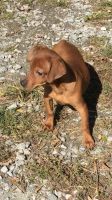 Miniature Pinscher Puppies for sale in Sussex, NJ 07461, USA. price: NA
