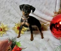 Miniature Pinscher Puppies for sale in Los Angeles, CA, USA. price: NA