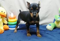 Miniature Pinscher Puppies for sale in Dallas, TX, USA. price: NA