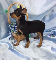 Miniature Pinscher Puppies for sale in Richmond, VA, USA. price: NA