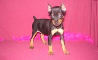 Miniature Pinscher Puppies for sale in Polvadera, NM 87828, USA. price: NA
