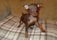 Miniature Pinscher Puppies for sale in Beaverton, OR, USA. price: NA