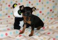 Miniature Pinscher Puppies for sale in Charleston, WV, USA. price: NA