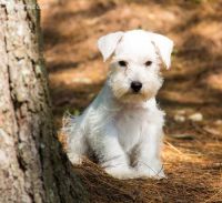 Miniature Pinscher Puppies for sale in Aurora, CO, USA. price: NA