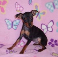 Miniature Pinscher Puppies for sale in Bend, OR, USA. price: NA