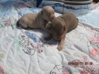 Miniature Pinscher Puppies for sale in River Grove, IL, USA. price: NA