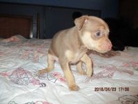 Miniature Pinscher Puppies for sale in River Grove, IL 60171, USA. price: NA