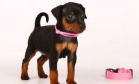 Miniature Pinscher Puppies for sale in Chicago, IL 60620, USA. price: NA