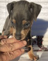 Miniature Pinscher Puppies for sale in Salt Lake City, UT 84141, USA. price: NA