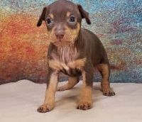 Miniature Pinscher Puppies for sale in Des Moines, IA, USA. price: NA
