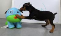 Miniature Pinscher Puppies for sale in Huachuca City, AZ 85616, USA. price: NA