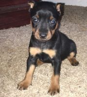 Miniature Pinscher Puppies for sale in Mobile, AL, USA. price: NA