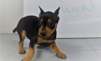 Miniature Pinscher Puppies for sale in Austin, TX, USA. price: NA