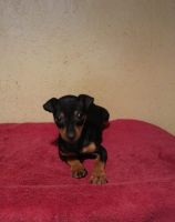 Miniature Pinscher Puppies for sale in Bangor, PA 18013, USA. price: NA