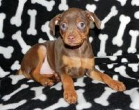 Miniature Pinscher Puppies for sale in Kansas City, MO, USA. price: NA