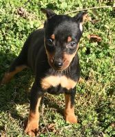 Miniature Pinscher Puppies for sale in Houston, TX, USA. price: NA