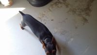 Miniature Pinscher Puppies for sale in Hope Mills, NC, USA. price: NA