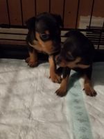 Miniature Pinscher Puppies for sale in Eastlake, OH, USA. price: NA