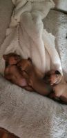 Miniature Pinscher Puppies for sale in Henderson, NV, USA. price: NA