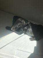 Miniature Pinscher Puppies for sale in Boardman, OR 97818, USA. price: NA