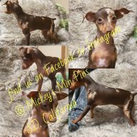 Miniature Pinscher Puppies for sale in Valley Center, CA, USA. price: NA