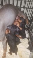 Miniature Pinscher Puppies for sale in Paris, KY 40361, USA. price: NA