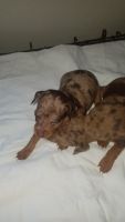 Miniature Pinscher Puppies for sale in Paris, KY 40361, USA. price: NA