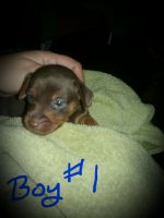 Miniature Pinscher Puppies for sale in Weirton, WV 26062, USA. price: NA