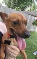 Miniature Pinscher Puppies for sale in Independence, MO, USA. price: NA