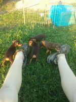 Miniature Pinscher Puppies for sale in Plymouth East Rd E, Ohio, USA. price: NA