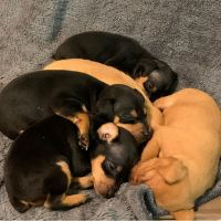 Miniature Pinscher Puppies for sale in Philadelphia, PA 19111, USA. price: NA