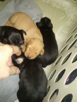Miniature Pinscher Puppies for sale in Plymouth East Rd E, Ohio, USA. price: NA