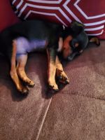 Miniature Pinscher Puppies for sale in Bethel, KY 40374, USA. price: NA