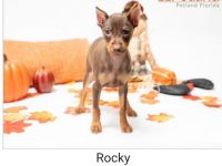 Miniature Pinscher Puppies for sale in Tamarac, FL, USA. price: NA